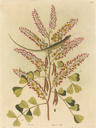 Die grüne Eidechse von Jamaika (Lacerta bullaris) von Mark Catesby