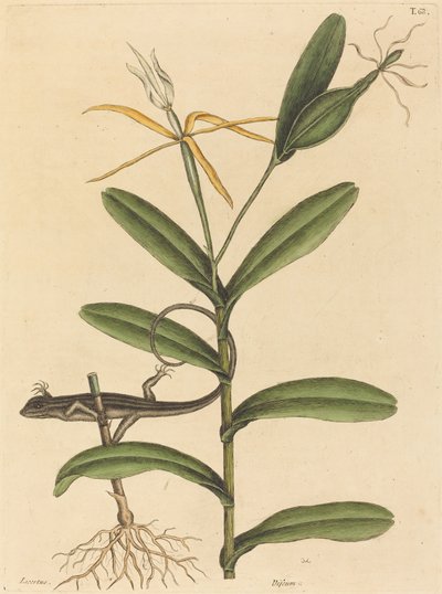Die Lyon-Eidechse (Lacerta 6-lineata) von Mark Catesby