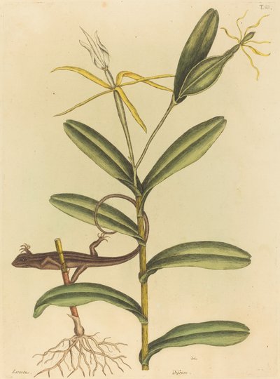 Die Lyon-Eidechse (Lacerta 6-lineata) von Mark Catesby