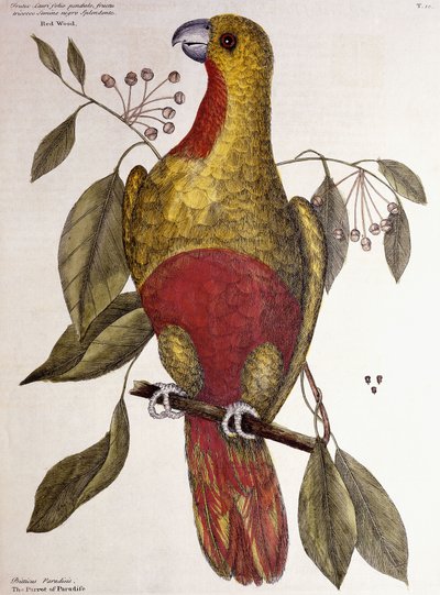 Der Paradiesvogel, 1771 von Mark Catesby