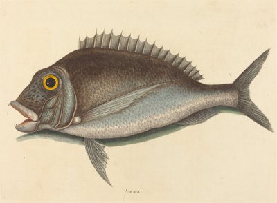 Der Porgy (Sparus chrysops) von Mark Catesby