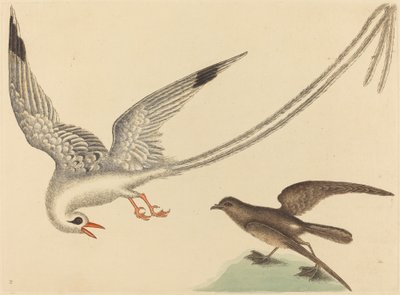 Der Reisvogel (Emberiza oryzivora) von Mark Catesby