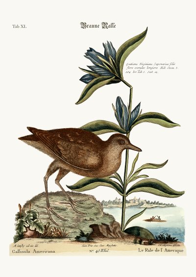 Die Soree, 1749-73 von Mark Catesby