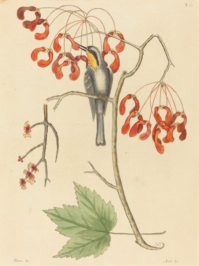 Der Gelbkehl-Kletterer, veröffentlicht 1754 von Mark Catesby