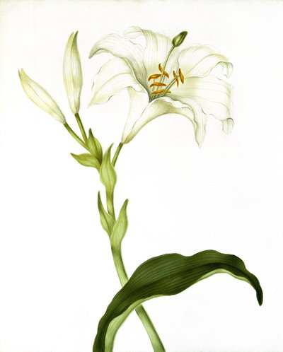 Lilie, um 1790 von Martha Tuthill