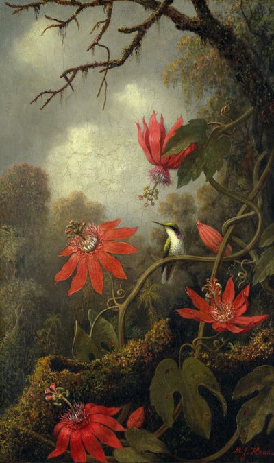Kolibri und Passionsblumen, ca. 1875-85 von Martin Johnson Heade