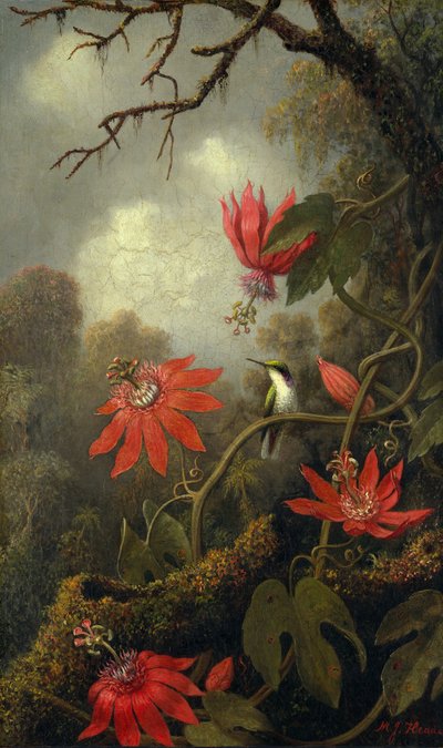 Kolibri und Passionsblumen, ca. 1875-85 von Martin Johnson Heade