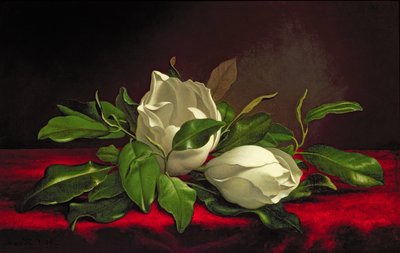 Magnolie von Martin Johnson Heade
