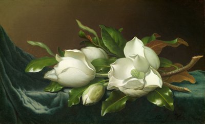 Magnolien auf hellblauem Samttuch von Martin Johnson Heade