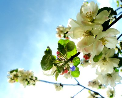 Baumblüten1 von Martina Konitzky