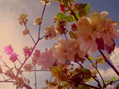 Baumblüten2 von Martina Konitzky