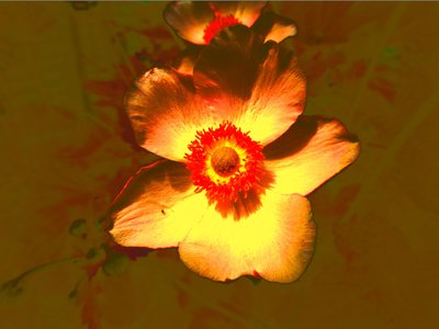 Blume von Martina Konitzky