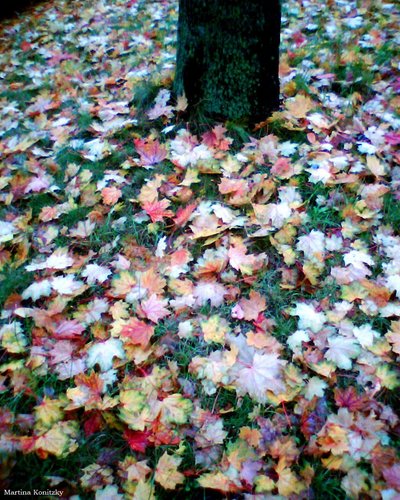 Herbst von Martina Konitzky