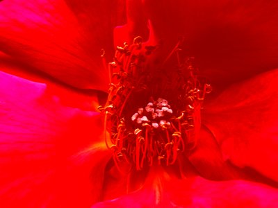 Rose von Martina Konitzky