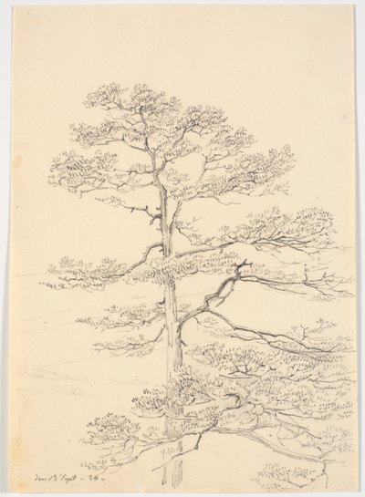 Eine Kiefer von Martinus Rørbye