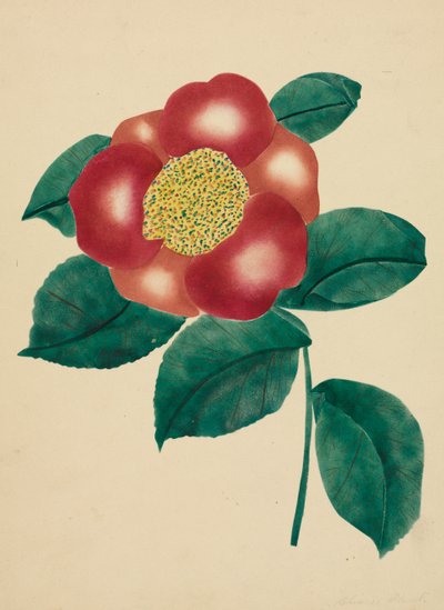 Chinesische Blume von Mary Altha Nims