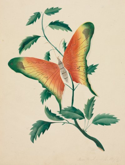Rosenstrauch und Schmetterling von Mary Altha Nims
