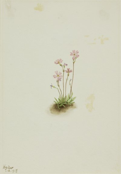 Alberta-Primel (Primula maccalliana) von Mary Vaux Walcott