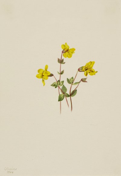 Alpen-Monkeyblume Mimulus caespitosus, 1904 von Mary Vaux Walcott
