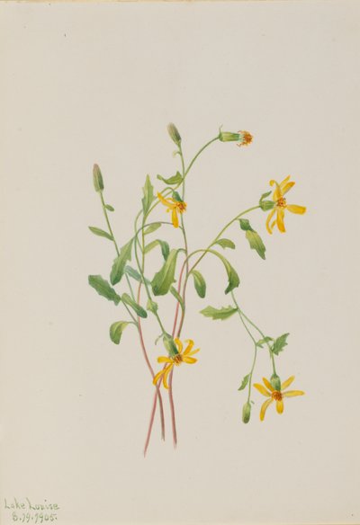 Alpen-Greiskraut Senecio species, 1905 von Mary Vaux Walcott
