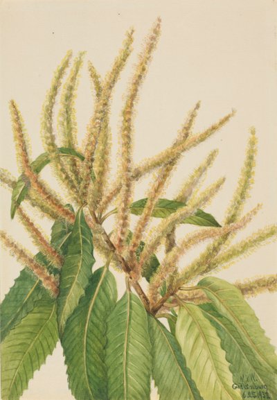 Amerikanische Kastanie Castanea dentata, 1932 von Mary Vaux Walcott