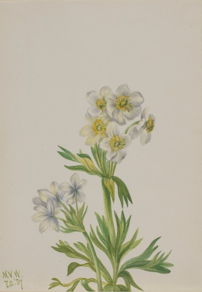 Anemone Anemone zephyra von Mary Vaux Walcott