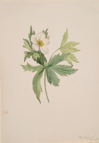 Anemone canadensis, 1907 von Mary Vaux Walcott