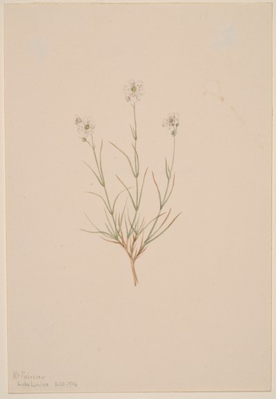 Arenaria formosa von Mary Vaux Walcott