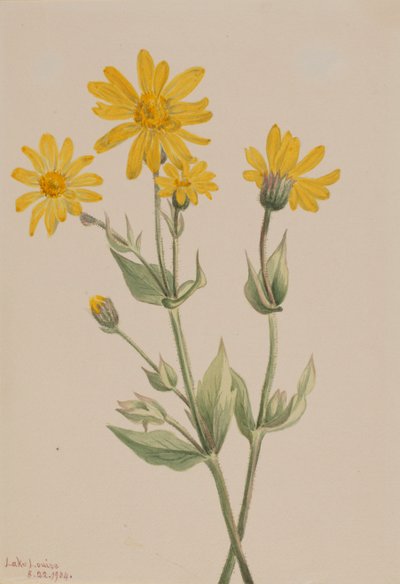 Arnika (Arnica latifolia) von Mary Vaux Walcott