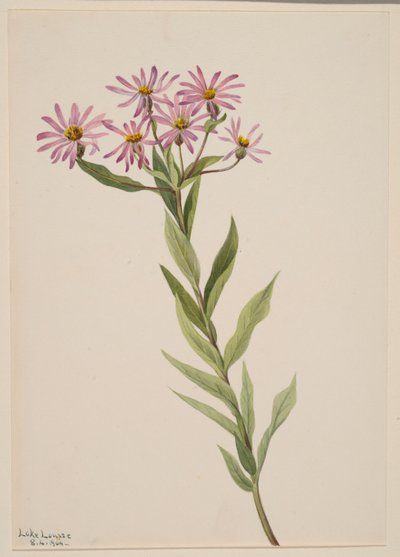 Aster Engelmann von Mary Vaux Walcott