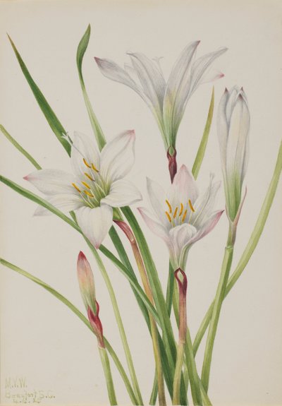 Atamasco-Lilie, 1925 von Mary Vaux Walcott