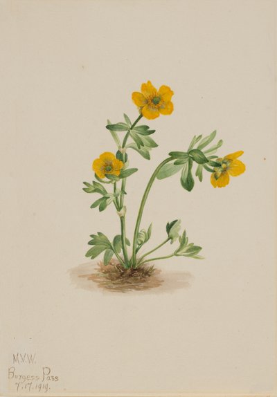 Lawinen-Hahnenfuß Ranunculus suksdorfii, 1919 von Mary Vaux Walcott