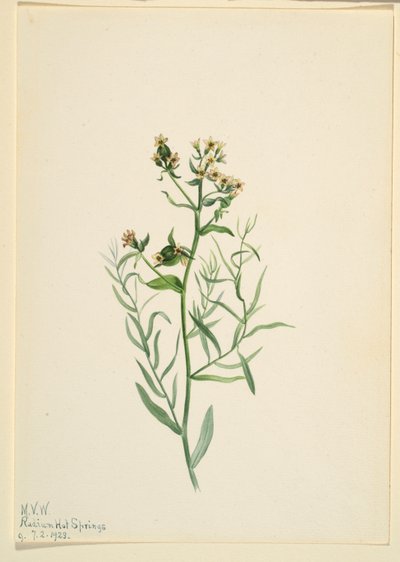 Bastard-Toadflax (Comandra pallida) von Mary Vaux Walcott