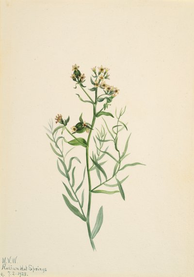 Bastard-Toadflax Comandra pallida, 1923 von Mary Vaux Walcott