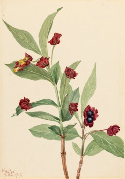 Bärentraube Geißblatt Lonicera involucrata von Mary Vaux Walcott