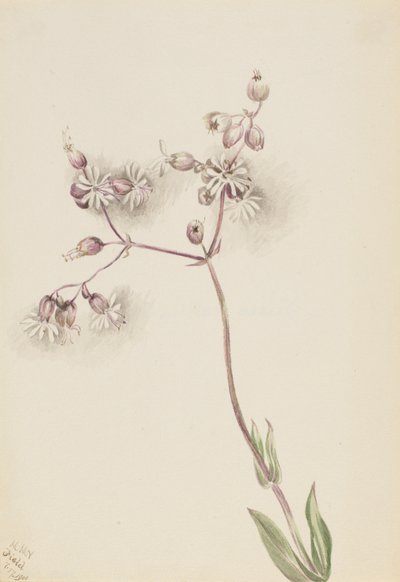 Blasenkraut Silene latifolia von Mary Vaux Walcott
