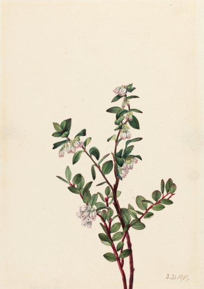 Box Heidelbeere (Gaylussacia brachycera) von Mary Vaux Walcott