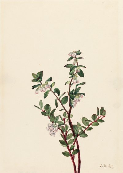 Box Huckleberry Gaylussacia brachycera, 1919 von Mary Vaux Walcott