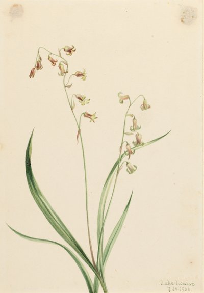 Bronzeglocken (Stenanthium occidentale) von Mary Vaux Walcott