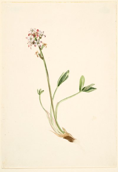 Fieberklee (Menyanthes trifoliata) von Mary Vaux Walcott