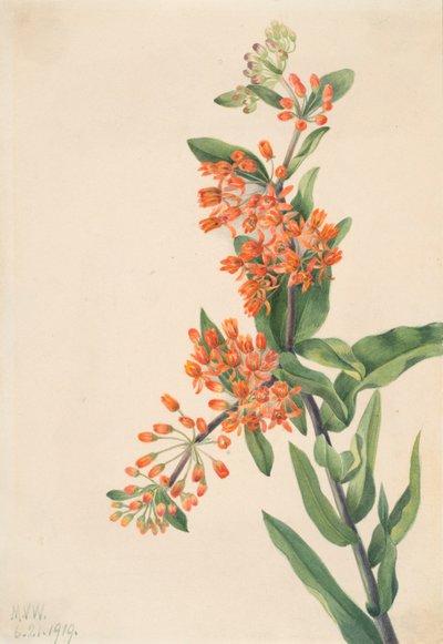Schmetterlingskraut Asclepias tuberosa von Mary Vaux Walcott