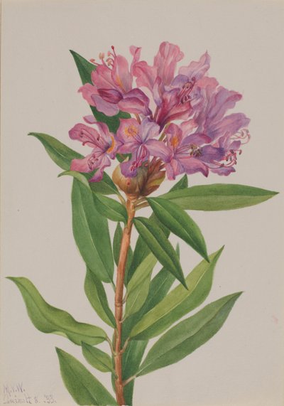 Kalifornische Rosenlorbeer (Rhododendron californicum) von Mary Vaux Walcott