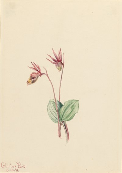 Calypso (Cytherea bulbosa) von Mary Vaux Walcott