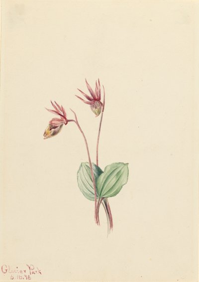 Calypso Cytherea bulbosa von Mary Vaux Walcott