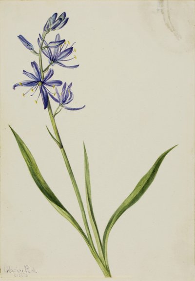 Camas (Quamasia quamash) von Mary Vaux Walcott