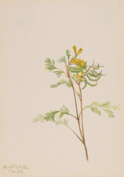 Capnoides aureum von Mary Vaux Walcott