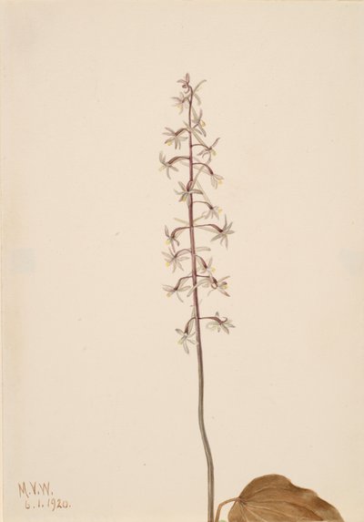 Kranichfliegen-Orchis Tipularia uniflora, 1920 von Mary Vaux Walcott