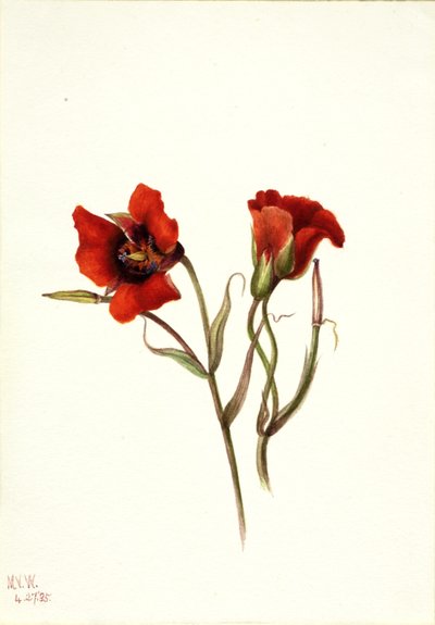 Wüsten-Mariposa Calochortus kennedyi von Mary Vaux Walcott
