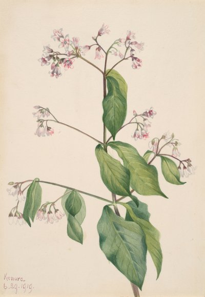 Hundsgiftgewächs Apocyum androsaemfolium, 1919 von Mary Vaux Walcott