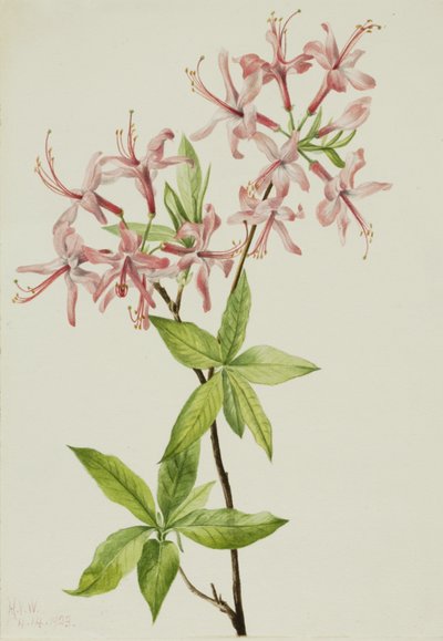 Weiche Pinxterblüte Azalea rosea, 1923 von Mary Vaux Walcott